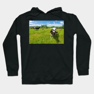 A herd of Holstein Friesian cows grazing on a pasture under blue cloudy sky Hoodie